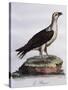 White-Bellied Fish-Eagle (Haliaeetus Leucogaster)-null-Stretched Canvas