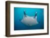 White-Bellied Giant Oceanic Manta Ray, Palau, Micronesia-Stocktrek Images-Framed Photographic Print