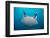 White-Bellied Giant Oceanic Manta Ray, Palau, Micronesia-Stocktrek Images-Framed Photographic Print