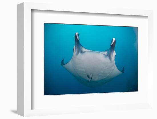 White-Bellied Giant Oceanic Manta Ray, Palau, Micronesia-Stocktrek Images-Framed Photographic Print