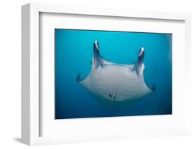 White-Bellied Giant Oceanic Manta Ray, Palau, Micronesia-Stocktrek Images-Framed Photographic Print