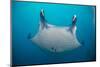 White-Bellied Giant Oceanic Manta Ray, Palau, Micronesia-Stocktrek Images-Mounted Photographic Print