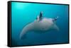 White-Bellied Giant Oceanic Manta Ray, Palau, Micronesia-Stocktrek Images-Framed Stretched Canvas