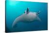 White-Bellied Giant Oceanic Manta Ray, Palau, Micronesia-Stocktrek Images-Stretched Canvas
