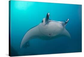 White-Bellied Giant Oceanic Manta Ray, Palau, Micronesia-Stocktrek Images-Stretched Canvas
