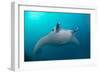 White-Bellied Giant Oceanic Manta Ray, Palau, Micronesia-Stocktrek Images-Framed Photographic Print