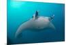 White-Bellied Giant Oceanic Manta Ray, Palau, Micronesia-Stocktrek Images-Mounted Photographic Print