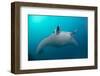 White-Bellied Giant Oceanic Manta Ray, Palau, Micronesia-Stocktrek Images-Framed Photographic Print