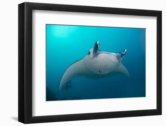 White-Bellied Giant Oceanic Manta Ray, Palau, Micronesia-Stocktrek Images-Framed Photographic Print