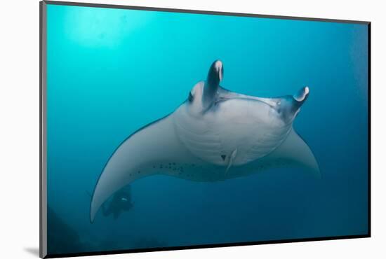 White-Bellied Giant Oceanic Manta Ray, Palau, Micronesia-Stocktrek Images-Mounted Photographic Print