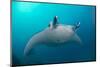 White-Bellied Giant Oceanic Manta Ray, Palau, Micronesia-Stocktrek Images-Mounted Photographic Print