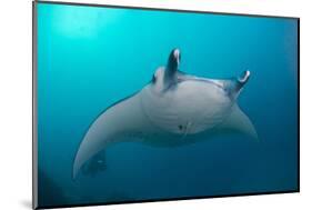 White-Bellied Giant Oceanic Manta Ray, Palau, Micronesia-Stocktrek Images-Mounted Photographic Print