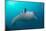 White-Bellied Giant Oceanic Manta Ray, Palau, Micronesia-Stocktrek Images-Mounted Photographic Print