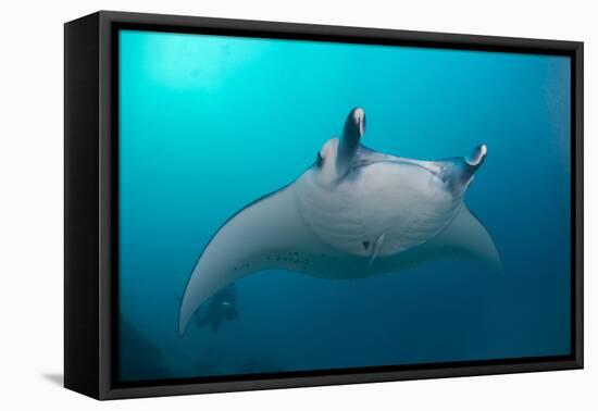 White-Bellied Giant Oceanic Manta Ray, Palau, Micronesia-Stocktrek Images-Framed Stretched Canvas