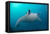 White-Bellied Giant Oceanic Manta Ray, Palau, Micronesia-Stocktrek Images-Framed Stretched Canvas