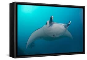 White-Bellied Giant Oceanic Manta Ray, Palau, Micronesia-Stocktrek Images-Framed Stretched Canvas