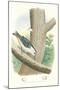 White-Bellied Nuthatch Nest and Eggs-null-Mounted Art Print