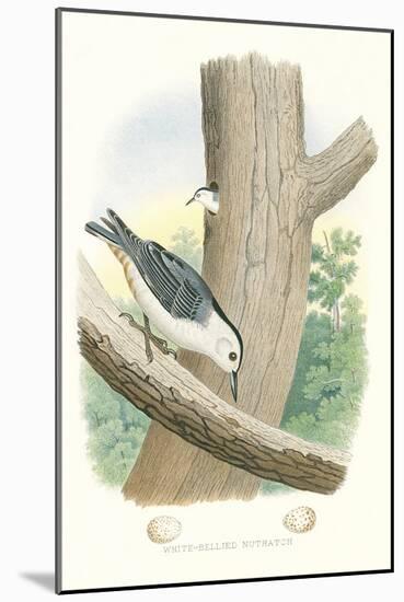 White-Bellied Nuthatch Nest and Eggs-null-Mounted Art Print