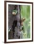 White-bellied parrots in rainforest, Tambopata National Reserve, Peru-Konrad Wothe-Framed Photographic Print