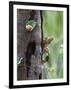 White-bellied parrots in rainforest, Tambopata National Reserve, Peru-Konrad Wothe-Framed Photographic Print