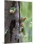 White-bellied parrots in rainforest, Tambopata National Reserve, Peru-Konrad Wothe-Mounted Photographic Print