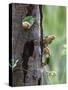 White-bellied parrots in rainforest, Tambopata National Reserve, Peru-Konrad Wothe-Stretched Canvas