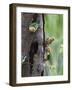 White-bellied parrots in rainforest, Tambopata National Reserve, Peru-Konrad Wothe-Framed Photographic Print