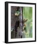 White-bellied parrots in rainforest, Tambopata National Reserve, Peru-Konrad Wothe-Framed Photographic Print