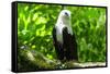 White-Bellied Sea Eagle (Haliaeetus Leucogaster), Davao, Mindanao, Philippines-Michael Runkel-Framed Stretched Canvas