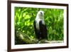 White-Bellied Sea Eagle (Haliaeetus Leucogaster), Davao, Mindanao, Philippines-Michael Runkel-Framed Photographic Print