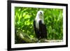 White-Bellied Sea Eagle (Haliaeetus Leucogaster), Davao, Mindanao, Philippines-Michael Runkel-Framed Photographic Print