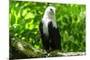 White-Bellied Sea Eagle (Haliaeetus Leucogaster), Davao, Mindanao, Philippines-Michael Runkel-Mounted Photographic Print