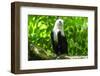 White-Bellied Sea Eagle (Haliaeetus Leucogaster), Davao, Mindanao, Philippines-Michael Runkel-Framed Photographic Print