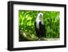 White-Bellied Sea Eagle (Haliaeetus Leucogaster), Davao, Mindanao, Philippines-Michael Runkel-Framed Photographic Print