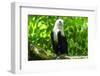 White-Bellied Sea Eagle (Haliaeetus Leucogaster), Davao, Mindanao, Philippines-Michael Runkel-Framed Photographic Print