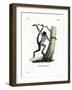 White-Bellied Spider Monkey-null-Framed Giclee Print