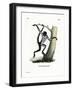 White-Bellied Spider Monkey-null-Framed Giclee Print