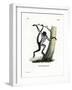 White-Bellied Spider Monkey-null-Framed Giclee Print