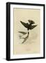 White Bellied Swallow-null-Framed Giclee Print