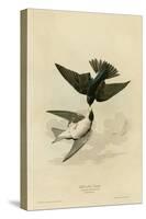 White Bellied Swallow-null-Stretched Canvas