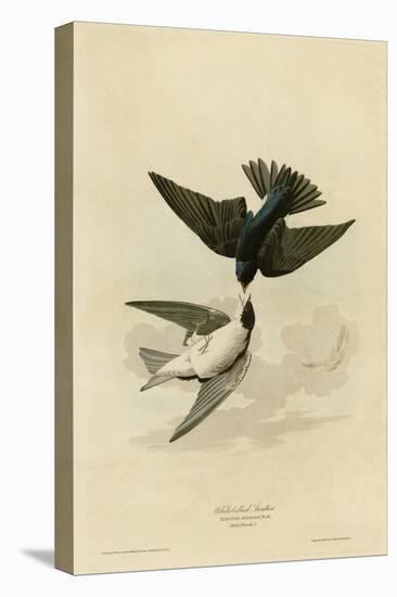 White Bellied Swallow-null-Stretched Canvas