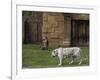 White Bengal Tiger at Miami Metro Zoo, Miami, Florida, USA-Angelo Cavalli-Framed Photographic Print