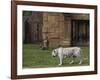 White Bengal Tiger at Miami Metro Zoo, Miami, Florida, USA-Angelo Cavalli-Framed Photographic Print