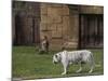 White Bengal Tiger at Miami Metro Zoo, Miami, Florida, USA-Angelo Cavalli-Mounted Photographic Print