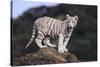 White Bengal Tiger Cub on Rocks-DLILLC-Stretched Canvas