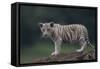 White Bengal Tiger Cub on Rocks-DLILLC-Framed Stretched Canvas