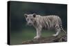 White Bengal Tiger Cub on Rocks-DLILLC-Stretched Canvas