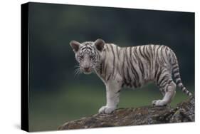 White Bengal Tiger Cub on Rocks-DLILLC-Stretched Canvas