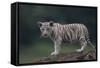 White Bengal Tiger Cub on Rocks-DLILLC-Framed Stretched Canvas