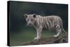 White Bengal Tiger Cub on Rocks-DLILLC-Stretched Canvas